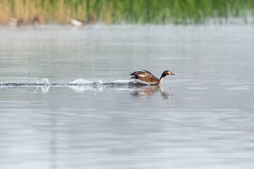 Great Crested Grebe Is Swimming