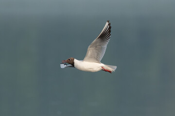 Flock Of Black-Headed Gulls Flying