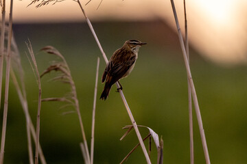Sedge Warbler Sitting On Reed