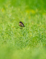Baby European Stonechat Chirping And Hopping