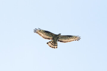 European Honey Buzzard Flying