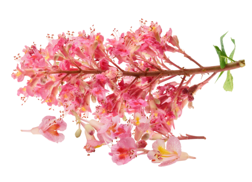 branch of pink horse chestnut flowers with green leaf