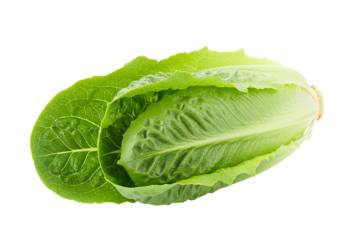 Fresh green romaine lettuce leaf isolated on transparent background