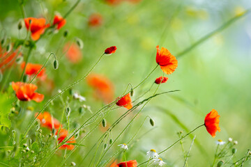 Poppies Shining In Sunlight