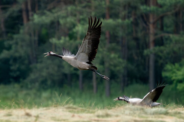 Two Gray Cranes In Field