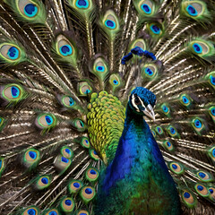 Obraz premium A vibrant peacock displays its extravagant plumage in a stunning display of nature's artistry. The iridescent feathers and intricate patterns highlight its beauty. 
