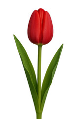 Fototapeta premium Red tulip blooming with green leaves on transparent background