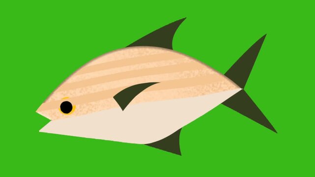 Animated pompano fish swimming on green screen. Seamless loop. Perfect for kids, ocean, or nature content
