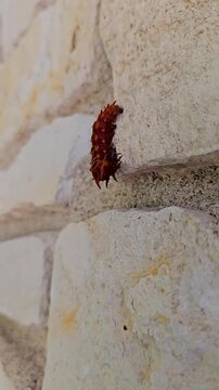 Vertical handheld video of a Pipevine Swallowtail Caterpillar (Battus philenor) crawling on stone
