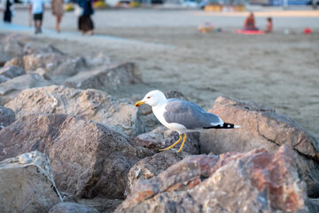 seagull on the beach