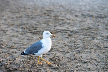 seagull on the beach