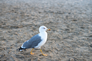 seagull on the beach