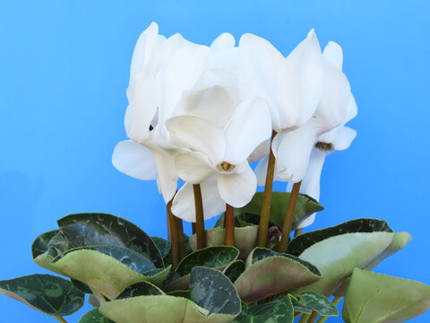 White cyclamen flower on blue background. White flower on blue background.