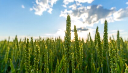 Obraz premium Close-up view of vibrant green wheat stalks reaching toward a bright, partly cloudy sky.