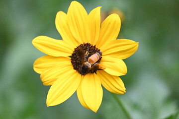 Honey bee collecting pollen from sunflower. A close up of a bright yellow sunflower with a bee gathering pollen in its center. wildlife.

