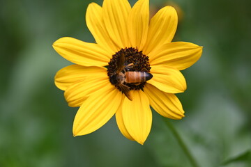 Honey bee collecting pollen from sunflower. A close up of a bright yellow sunflower with a bee gathering pollen in its center. wildlife.


