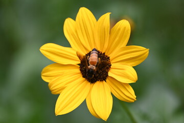 Honey bee collecting pollen from sunflower. A close up of a bright yellow sunflower with a bee gathering pollen in its center. wildlife.

