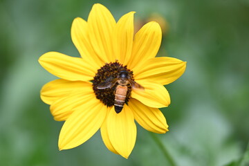 Honey bee collecting pollen from sunflower. A close up of a bright yellow sunflower with a bee gathering pollen in its center. wildlife.

