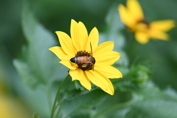 Honey bee collecting pollen from sunflower. A close up of a bright yellow sunflower with a bee gathering pollen in its center. wildlife.

