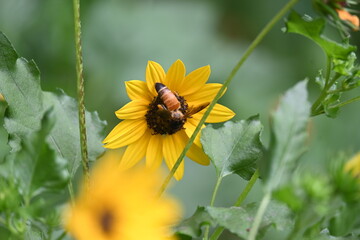 Honey bee collecting pollen from sunflower. A close up of a bright yellow sunflower with a bee gathering pollen in its center. wildlife.

