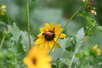 Honey bee collecting pollen from sunflower. A close up of a bright yellow sunflower with a bee gathering pollen in its center. wildlife.

