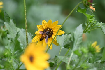 Honey bee collecting pollen from sunflower. A close up of a bright yellow sunflower with a bee gathering pollen in its center. wildlife.

