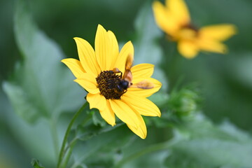 Honey bee collecting pollen from sunflower. A close up of a bright yellow sunflower with a bee gathering pollen in its center. wildlife.


