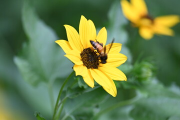 Honey bee collecting pollen from sunflower. A close up of a bright yellow sunflower with a bee gathering pollen in its center. wildlife.

