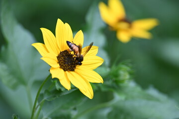 Honey bee collecting pollen from sunflower. A close up of a bright yellow sunflower with a bee gathering pollen in its center. wildlife.

