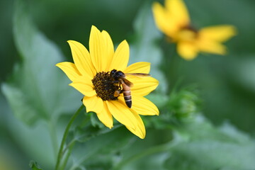 Honey bee collecting pollen from sunflower. A close up of a bright yellow sunflower with a bee gathering pollen in its center. wildlife.

