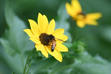 Honey bee collecting pollen from sunflower. A close up of a bright yellow sunflower with a bee gathering pollen in its center. wildlife.

