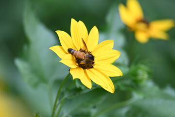Honey bee collecting pollen from sunflower. A close up of a bright yellow sunflower with a bee gathering pollen in its center. wildlife.

