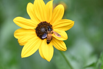 Honey bee collecting pollen from sunflower. A close up of a bright yellow sunflower with a bee gathering pollen in its center. wildlife.

