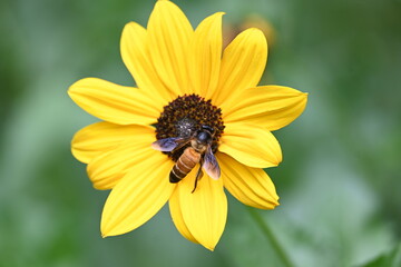 Honey bee collecting pollen from sunflower. A close up of a bright yellow sunflower with a bee gathering pollen in its center. wildlife.


