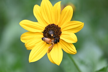 Honey bee collecting pollen from sunflower. A close up of a bright yellow sunflower with a bee gathering pollen in its center. wildlife.

