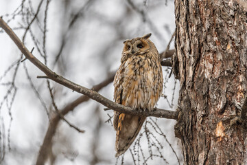 Long-eared owl (Asio otus), looking forward with wide opened eyes