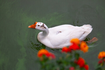 Chiang Mai deploys geese to tackle polluted moat