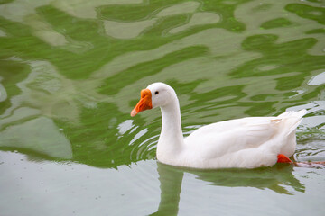 Chiang Mai deploys geese to tackle polluted moat
