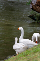 Chiang Mai deploys geese to tackle polluted moat