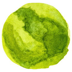 Watercolor painted brussels sprouts Hand drawn fresh food design