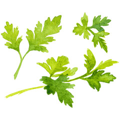 Watercolor painted parsley. Hand drawn fresh food design element