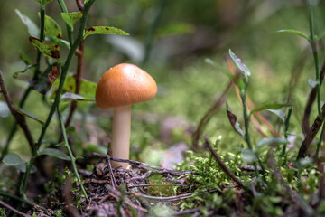 Amanita fulva mushroom float in the forest among the grass and moss in close-up