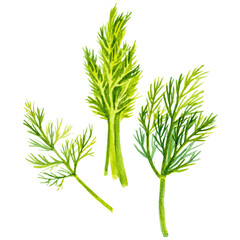 Watercolor painted dill. Hand drawn fresh food design element is