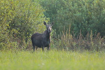 Łoś (Alces alces) moose © Bartosz Rakoczy