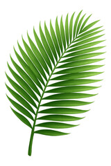 Green palm leaf showing tropical vibes on transparent background
