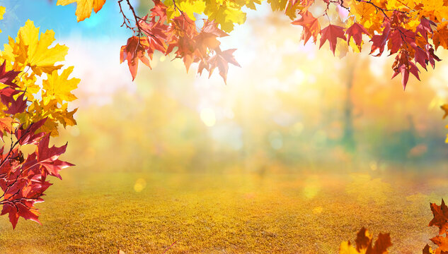 orange fall leaves in forest, autumn natural field background with blurred bokeh and sun rays