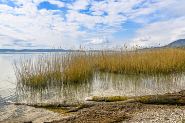 Bevaix, La Pointe du Grain, Neuenburgersee, Seeufer, Uferweg, Schilf, Wassservögel, Naturschutz, Strand, Schwemmholz, Frühling, Neuenburg, Schweiz