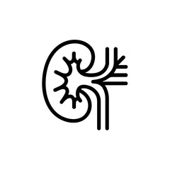 Kidney icon vector illustration showing internal structure with renal artery vein and ureter in simple line style design for medical and healthcare concepts