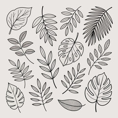Collection of hand-drawn tropical leaf outlines and silhouettes Keywords: leaves, tropical