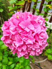 Pink Hydrangea macrophylla picture taken in Chile